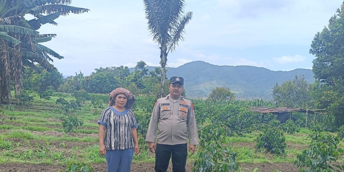 Tanaman Tumpang Sari Dukung Program Ketahanan Pangan Di Kabupaten Pakpak Bharat.