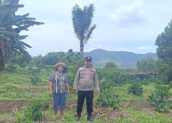Tanaman Tumpang Sari Dukung Program Ketahanan Pangan Di Kabupaten Pakpak Bharat.