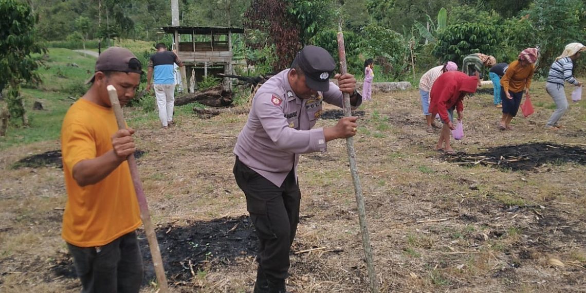 Kapolres Pakpak Bharat Pada Penanaman Serentak Kuartal III : Bhabinkamtibmas Dorong Semangat Masyarakat Dukung Program Ketapang