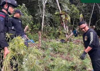 BNNP dan Brimob Polda sumut Bakar ribuan batang ganja Siap Panen di tor sihite Panyabungan