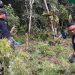 BNNP dan Brimob Polda sumut Bakar ribuan batang ganja Siap Panen di tor sihite Panyabungan
