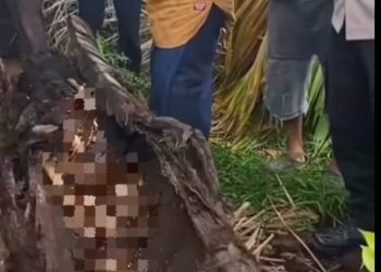 Penemuan Kerangka Manusia dalam Batang Pohon Aren Gegerkan Warga Sergai
