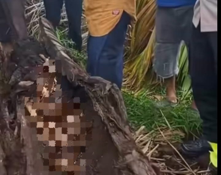 Penemuan Kerangka Manusia dalam Batang Pohon Aren Gegerkan Warga Sergai
