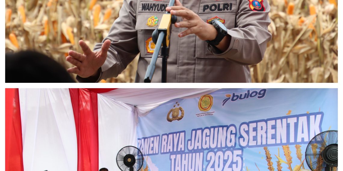 Polres Pelabuhan Belawan Laksanakan Panen Raya Jagung Program Ketahanan Pangan