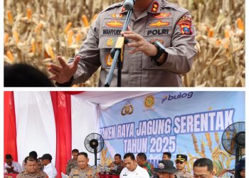 Polres Pelabuhan Belawan Laksanakan Panen Raya Jagung Program Ketahanan Pangan