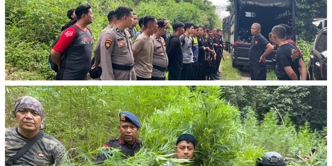 Satuan Brimob Polda Sumut Musnahkan 10 Hektare Ladang Ganja di Perbukitan Mandailing Natal