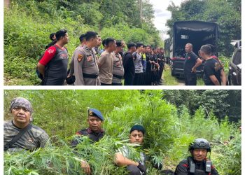 Satuan Brimob Polda Sumut Musnahkan 10 Hektare Ladang Ganja di Perbukitan Mandailing Natal