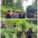 Satuan Brimob Polda Sumut Musnahkan 10 Hektare Ladang Ganja di Perbukitan Mandailing Natal