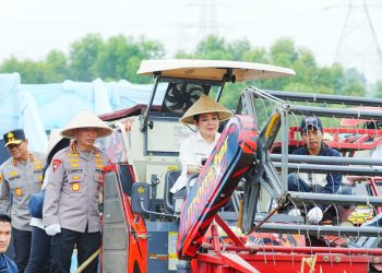 Dukung Ketahanan Pangan Nasional, Polda Sumut dan Polres Jajaran Ikuti Panen Raya Jagung Serentak Polri