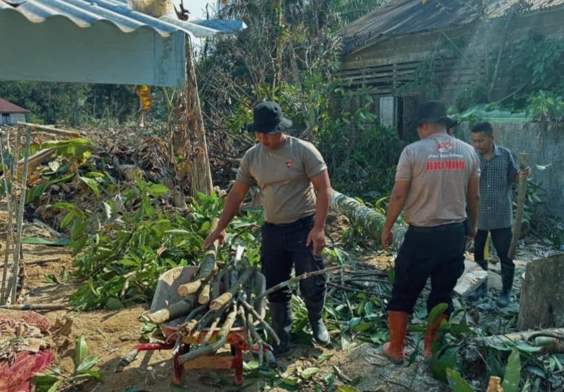 Brimob Sumut Hadir Lindungi Warga, Ancaman Pohon Mati Ditangani Pascabencana Batang Toru