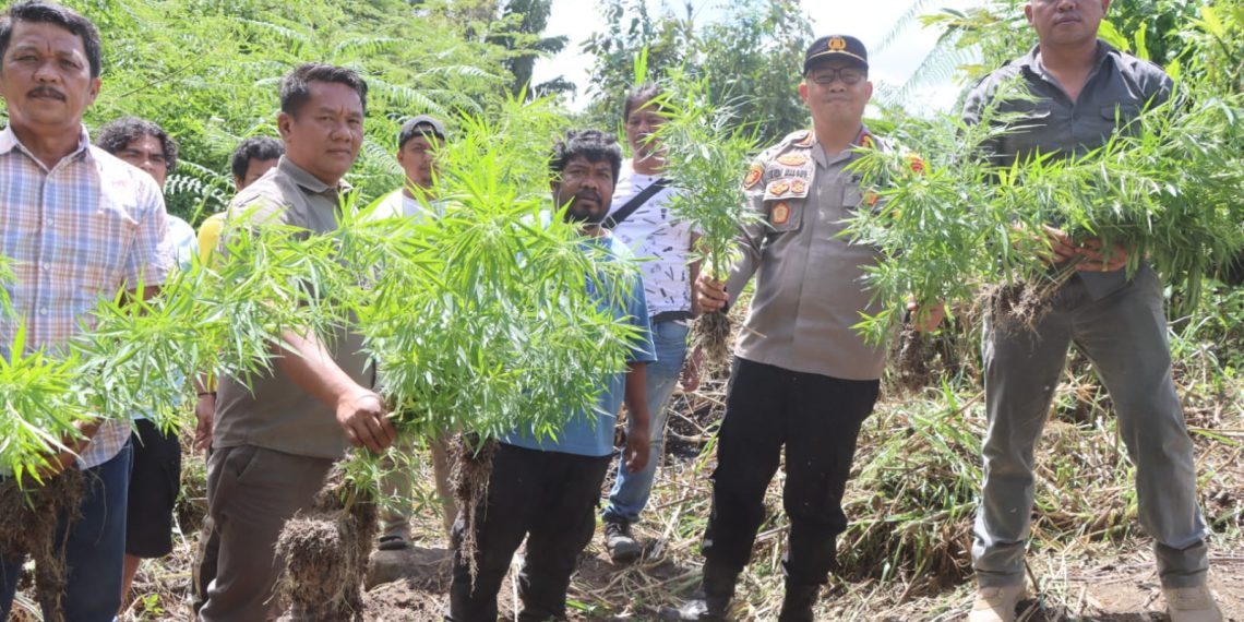 Polres Tanah Karo Ungkap Ladang Ganja di Desa Cinta Rakyat, 33 Batang Tanaman Disita