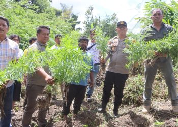 Polres Tanah Karo Ungkap Ladang Ganja di Desa Cinta Rakyat, 33 Batang Tanaman Disita