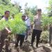 Polres Tanah Karo Ungkap Ladang Ganja di Desa Cinta Rakyat, 33 Batang Tanaman Disita