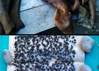 Warga Keluhkan Bau Menyengat Dari Kikil Lembu di Desa Manunggal, Kepala Dusun Minta Segera Dipindahkan