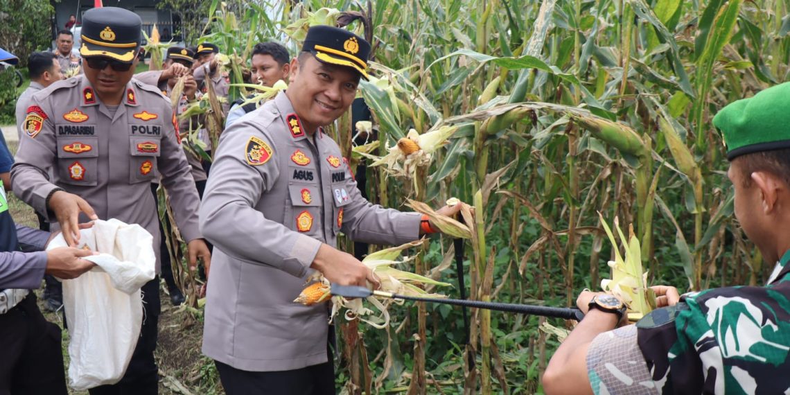 Sinergitas TNI, Polri Dan Pemerintah Daerah Laksanakan Panen Raya Jagung Kuartal II Tahun 2026 Di Pakpak Bharat.