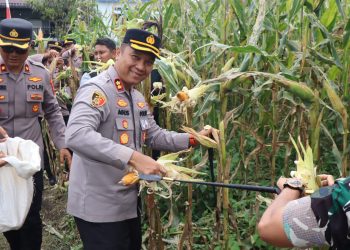 Sinergitas TNI, Polri Dan Pemerintah Daerah Laksanakan Panen Raya Jagung Kuartal II Tahun 2026 Di Pakpak Bharat.