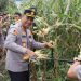 Sinergitas TNI, Polri Dan Pemerintah Daerah Laksanakan Panen Raya Jagung Kuartal II Tahun 2026 Di Pakpak Bharat.
