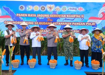 Polda Sumut Ikuti Panen Raya Jagung Serentak Polri Bersama Presiden Prabowo, Dukung Ketahanan Pangan Nasional