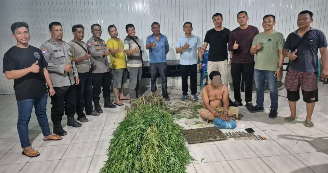 Tanam Ganja di Balik Tembok, Pria di Tanjung Morawa Diciduk Polisi! 40 Batang Setinggi 2 Meter Disita