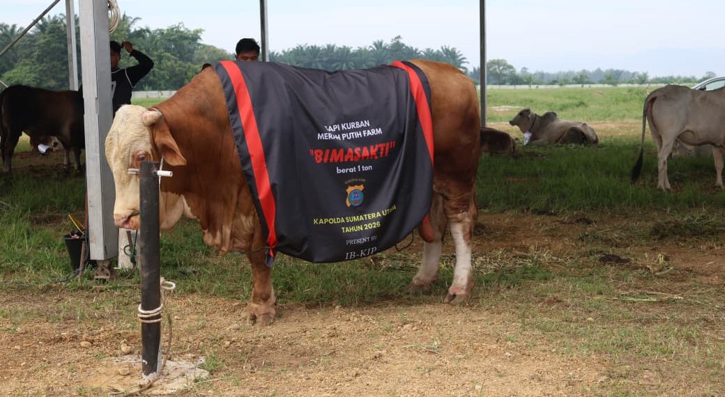 Polda Sumut Sembelih 31 Ekor Sapi di Hari Raya Idul Adha & Dibagikan dalam 4.976 Paket, Sapi Kurban Kapolda Berbobot 1 Ton