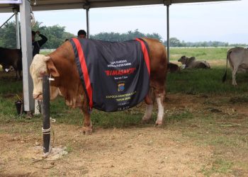 Polda Sumut Sembelih 31 Ekor Sapi di Hari Raya Idul Adha & Dibagikan dalam 4.976 Paket, Sapi Kurban Kapolda Berbobot 1 Ton