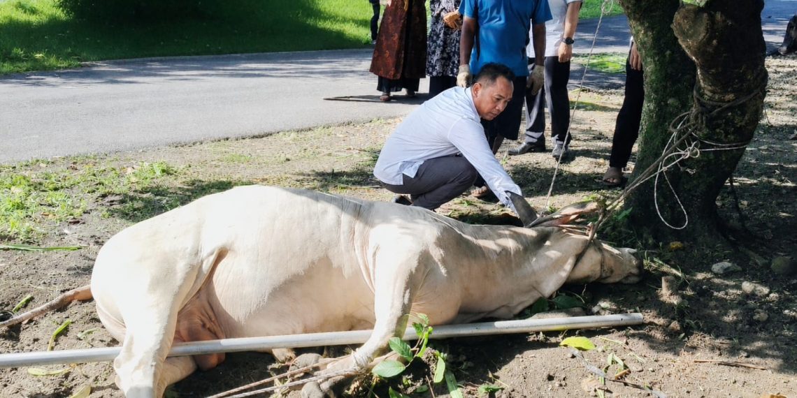 Hari Raya Idul Adha 1447 H, Polres Binjai Sembelih 7 Ekor Sapi dan 3 Ekor Kambing