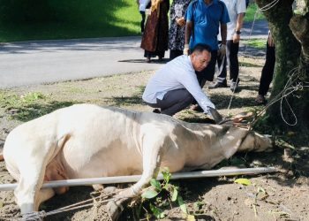 Hari Raya Idul Adha 1447 H, Polres Binjai Sembelih 7 Ekor Sapi dan 3 Ekor Kambing
