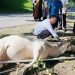 Hari Raya Idul Adha 1447 H, Polres Binjai Sembelih 7 Ekor Sapi dan 3 Ekor Kambing