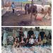 Qurban Pembina Ferdi Sembiring & DPC GRIB JAYA Kota Medan: 25 Ekor Sapi dan 2 Ekor Kambing Dibagikan untuk Ribuan Warga