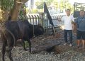 Sinergi BNCT dan PWI Sumatera Utara dalam Penyaluran Hewan Kurban