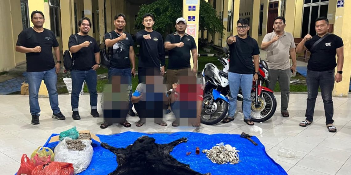 Polres Simalungun Bongkar Perdagangan Satwa Dilindungi, 30 Kg Sisik Trenggiling hingga Kulit Beruang Madu Disita