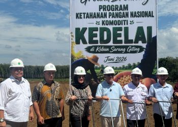 PTPN IV PalmCo Matangkan Pilot Project Kedelai Dukung Percepatan Swasembada Pangan Nasional
