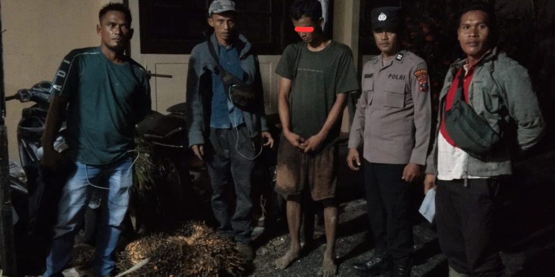 Diduga Curi Empat Tandan Sawit Milik Perusahaan, Seorang Pemuda Diamankan di Pinangsori
