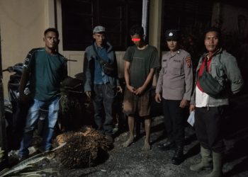 Diduga Curi Empat Tandan Sawit Milik Perusahaan, Seorang Pemuda Diamankan di Pinangsori