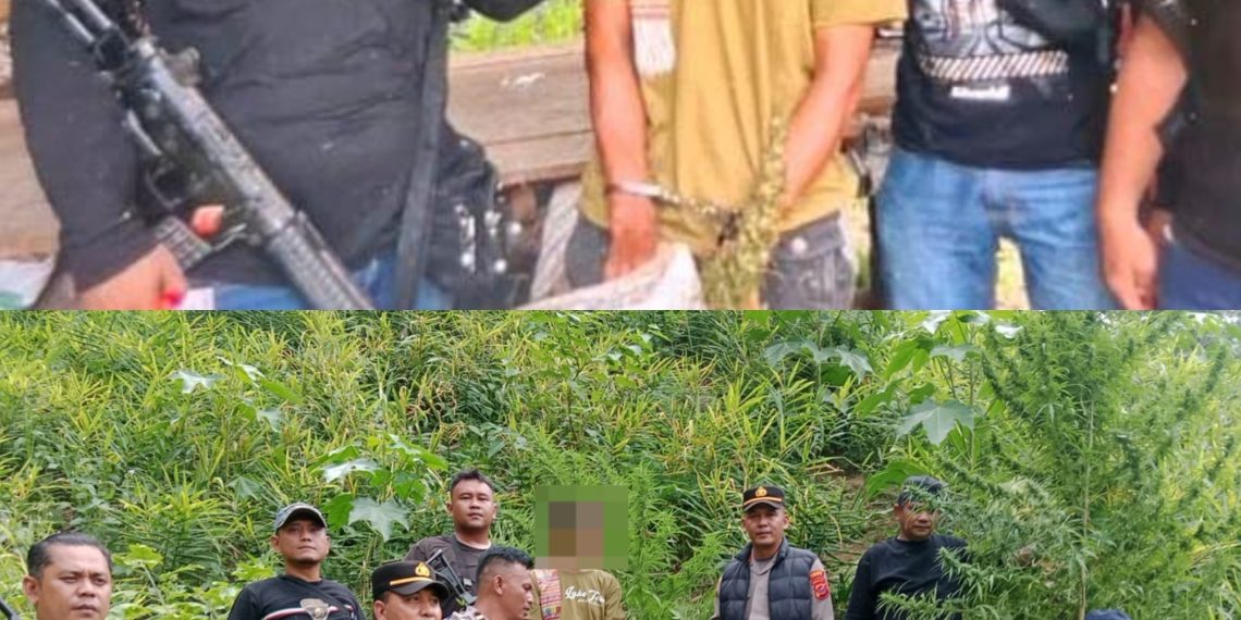 Berawal dari Informasi Warga, Polisi Langkat Ungkap 11 Batang Ganja di Perladangan