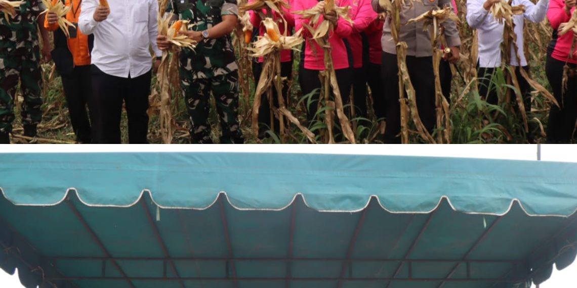 Polres Pakpak Bharat Bersama Forkopimda Dukung Ketahanan Pangan Laksanakan Panen Raya Bersama Komoditas Jagung.