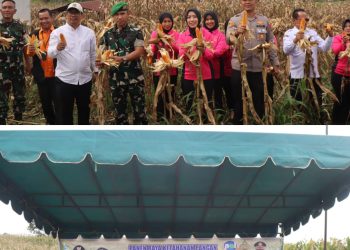 Polres Pakpak Bharat Bersama Forkopimda Dukung Ketahanan Pangan Laksanakan Panen Raya Bersama Komoditas Jagung.