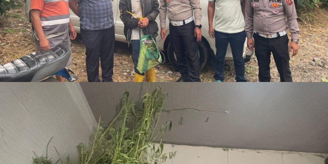 Terlibat Laka Lantas, Pria 69 Tahun Kedapatan Bawa Ganja, Polres Karo Kembangkan ke Ladangnya