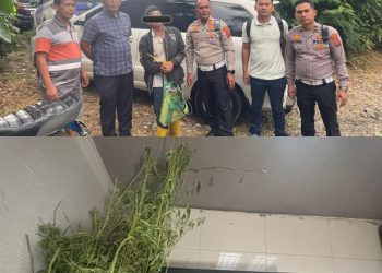 Terlibat Laka Lantas, Pria 69 Tahun Kedapatan Bawa Ganja, Polres Karo Kembangkan ke Ladangnya