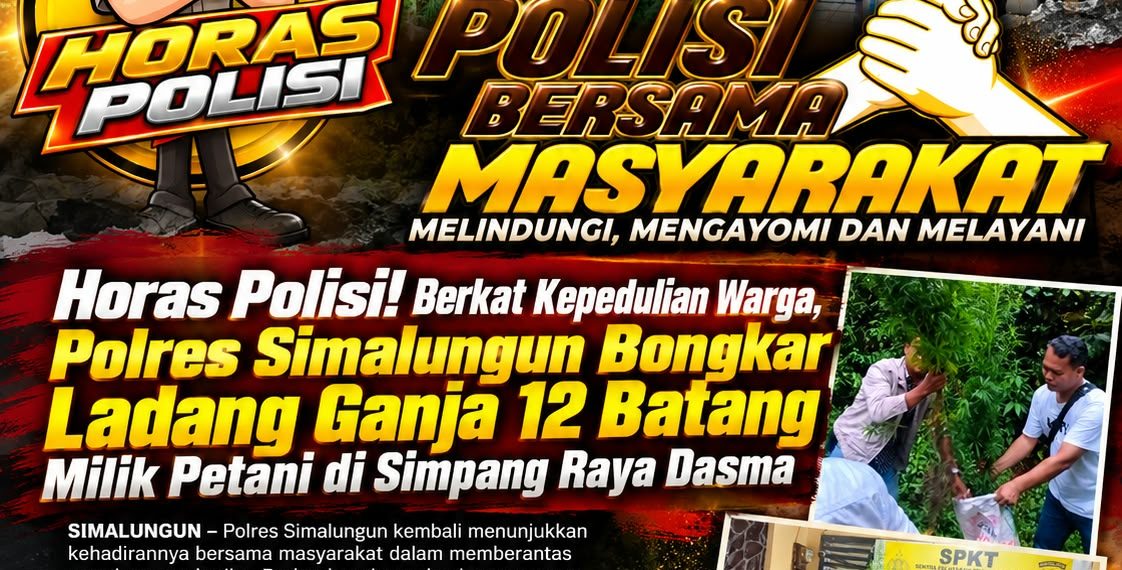 Polsek Panei Tongah Ungkap Ladang Ganja, 12 Batang Diamankan