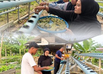 Upaya Berkelanjutan Mendukung Program Ketahanan Pangan Rutan Tanjung Pura Laksanakan Pemindahan Bibit Sawi ke Media Hidroponik