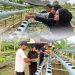 Upaya Berkelanjutan Mendukung Program Ketahanan Pangan Rutan Tanjung Pura Laksanakan Pemindahan Bibit Sawi ke Media Hidroponik