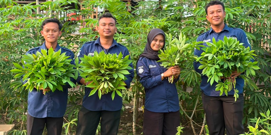 Wujudkan Kemandirian Pangan Rutan Kelas IIB Tanjung Pura Panen 30 Kilogram Daun Singkong dari Lahan Ketahanan Pangan