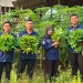 Wujudkan Kemandirian Pangan Rutan Kelas IIB Tanjung Pura Panen 30 Kilogram Daun Singkong dari Lahan Ketahanan Pangan