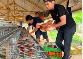 Perkuat Program Ketahanan Pangan Rutan Kelas IIB Tanjung Pura Laksanakan Penambahan 70 Ekor Ayam Petelur Tahap II