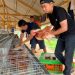 Perkuat Program Ketahanan Pangan Rutan Kelas IIB Tanjung Pura Laksanakan Penambahan 70 Ekor Ayam Petelur Tahap II