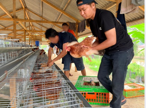 Perkuat Program Ketahanan Pangan Rutan Kelas IIB Tanjung Pura Laksanakan Penambahan 70 Ekor Ayam Petelur Tahap II