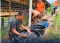 Buah Manis dari Pembinaan Kemandirian Rutan Tanjung Pura Panen 50 Kg Ikan Lele Dari Kolam Ikan Lahan Ketahanan Pangan