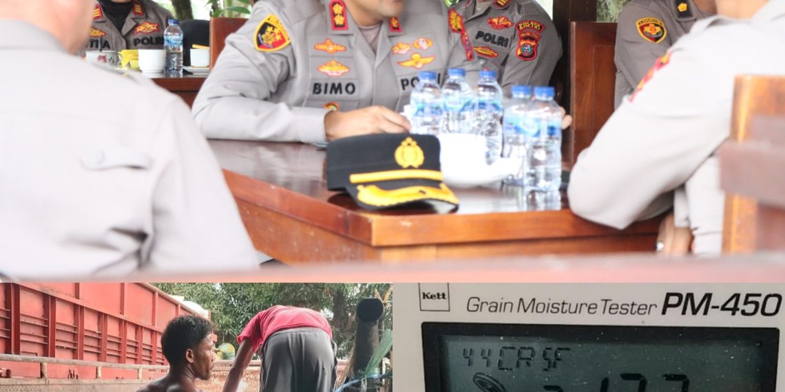 Kapolres Binjai Perkuat Ketahanan Pangan, Serapan Jagung Tembus 326,2 Ton